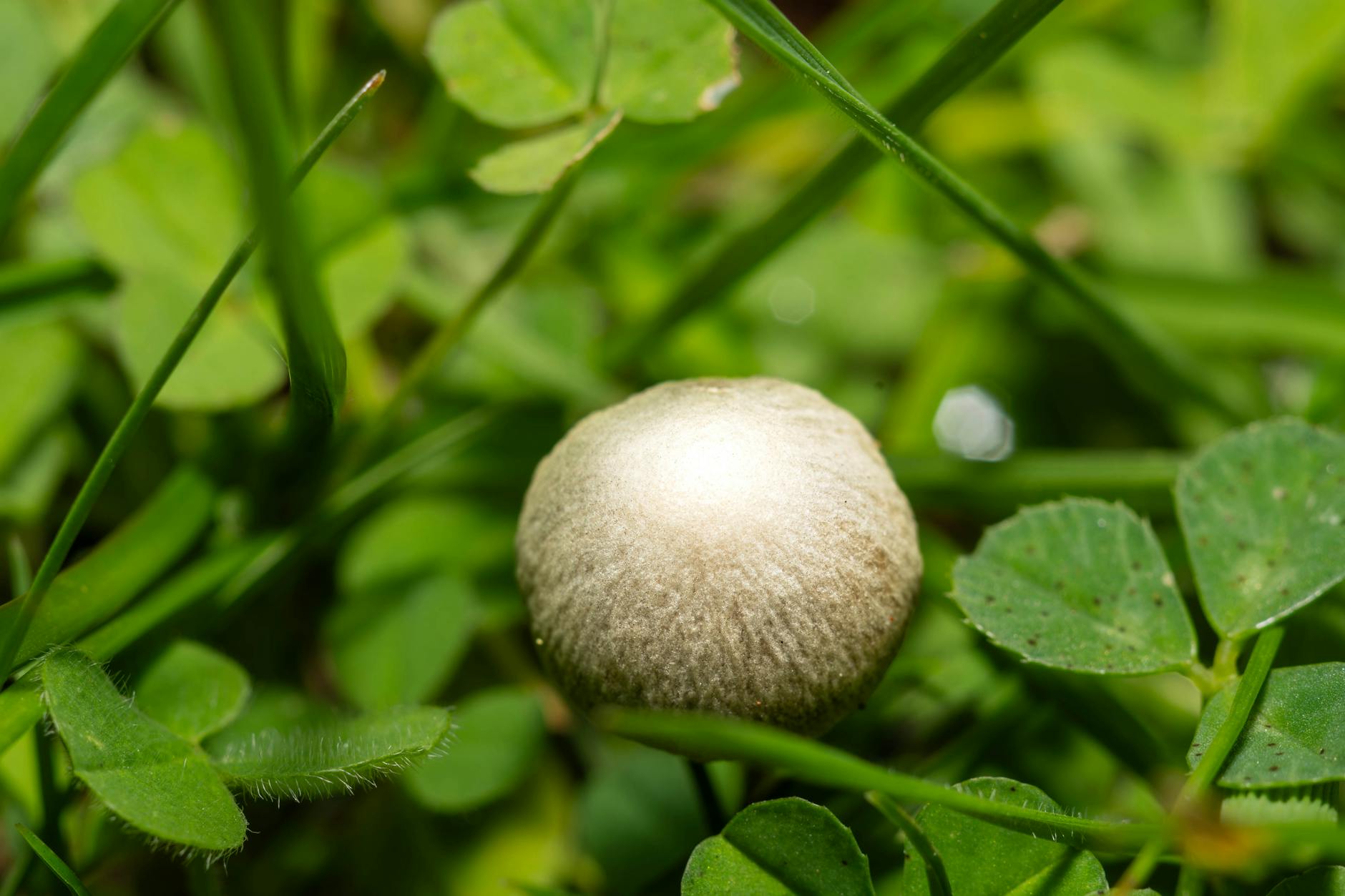 Zbliżenie pojedynczego boczniaka wśród liści koniczyny na tle trawy